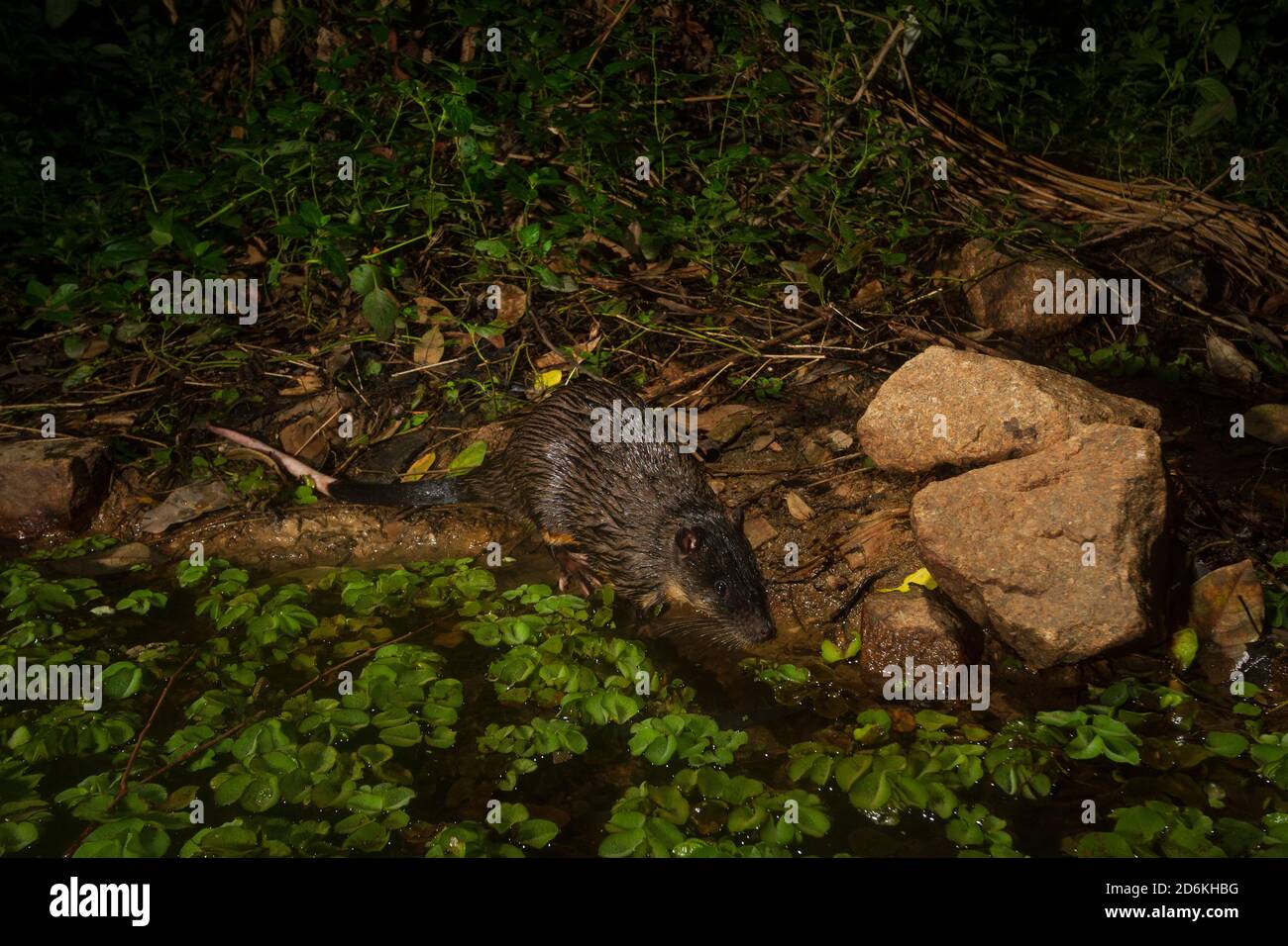 Rakali (Hydromys chrysogaster) fotografiert bei Nacht mit Remote-Kamera am Vorortteich in Brisbane, Queensland, Australien Stockfoto