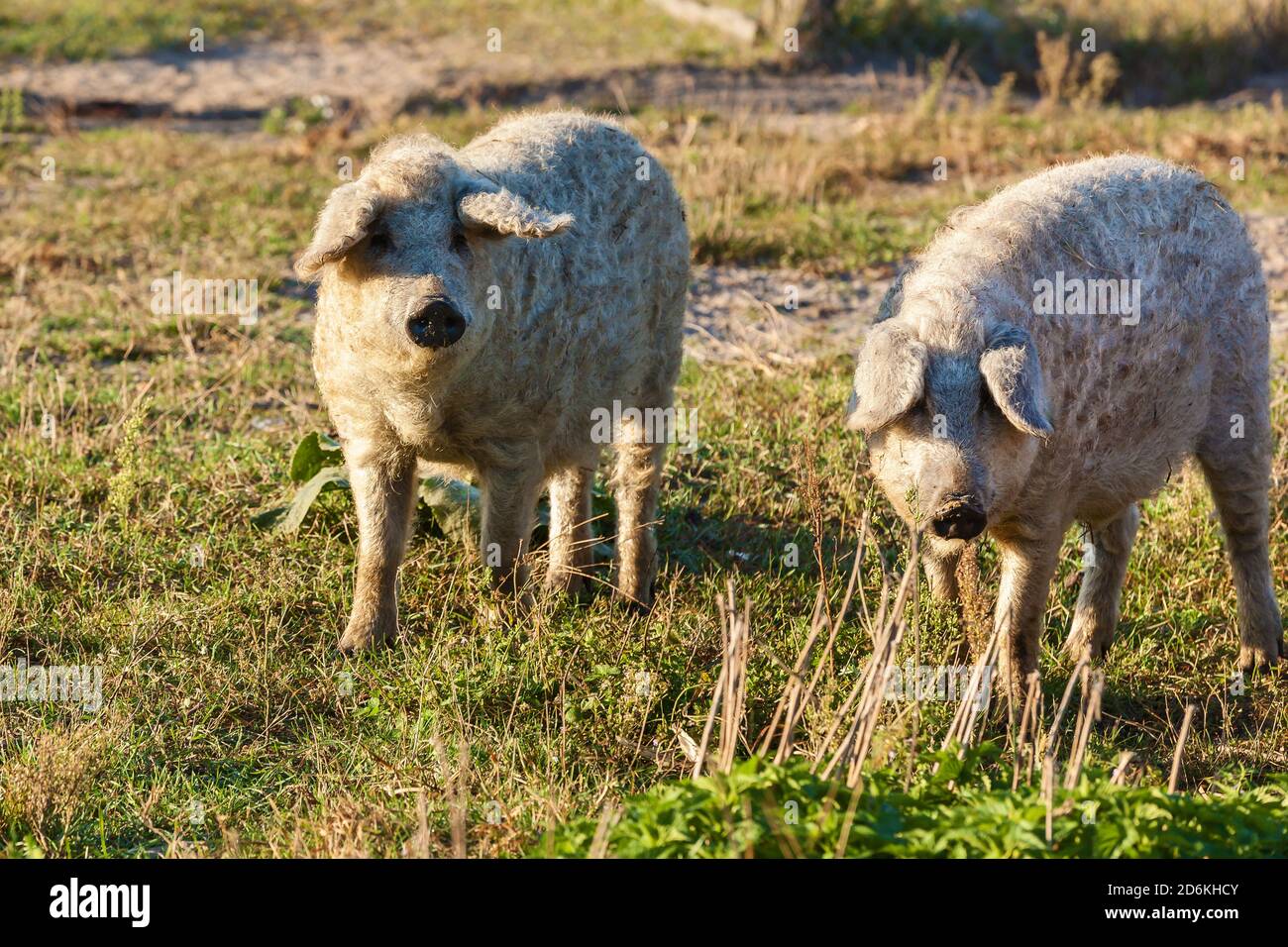Öko-Bauernhof mit lockigen Schweinen, Rasse von Schweinen Duroc. Großer Produzent von haarigen Schweinen. Konzept für den Anbau von Bio-Lebensmitteln Stockfoto