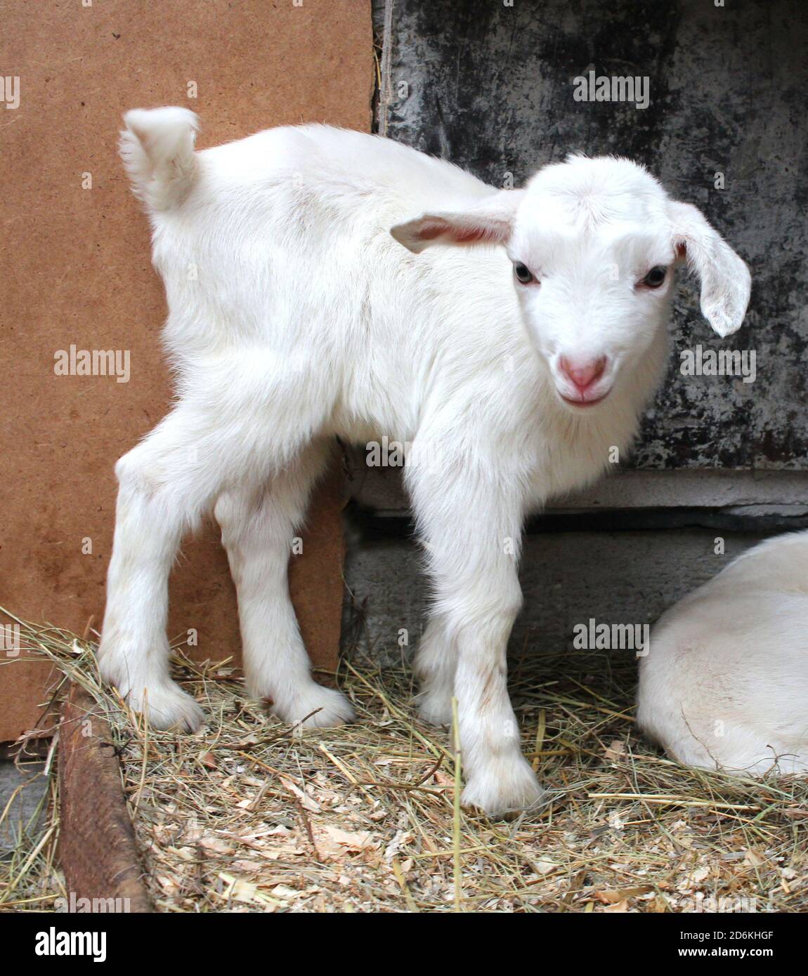 Weiße Ziege mit einem kleinen Kind Baby Tiere auf der Bauernhof Stockfoto