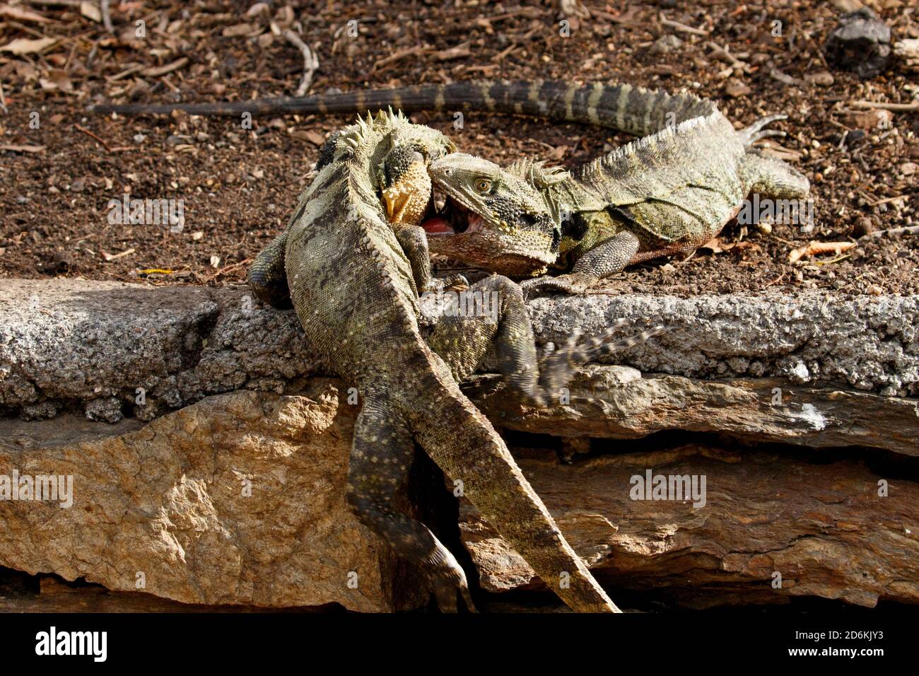 Östlicher Wasserdrache (Intellagama lesueurii) Männchen kämpfen in einem territorialen Streit während der Frühjahrsbrüterzeit Stockfoto