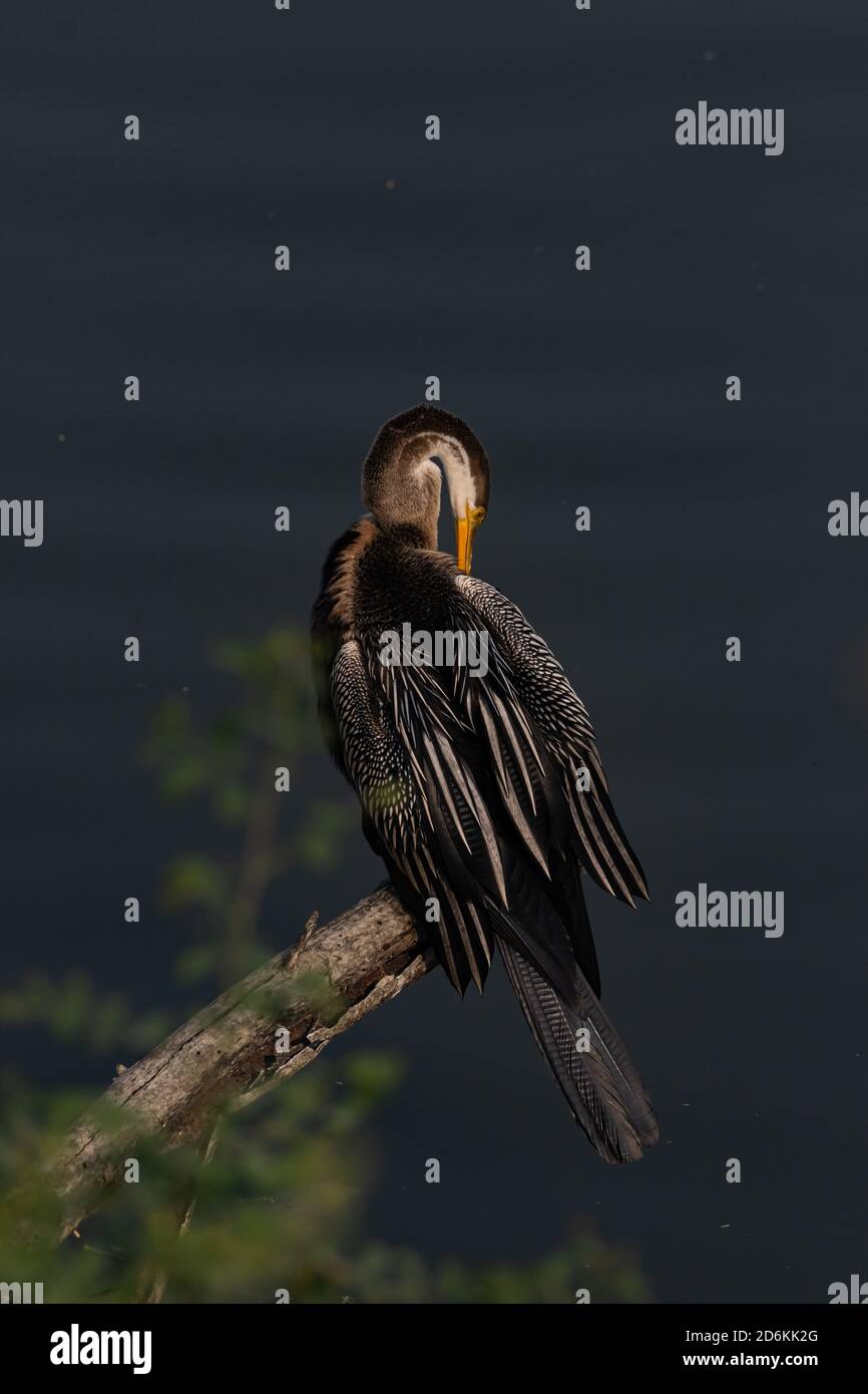 Orientalischer Darter auch als indischer Darter auf einem Baum sitzend Ast und berührt seine Federn mit seinem Schnabel bei Bharatpur Vogelschutzgebiet in Indien Stockfoto