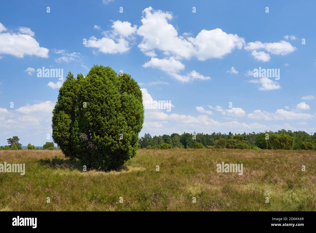 Wacholderbaum (Juniperus communis) und Heide im Naturpark Lüneburger Heide, Deutschland. Stockfoto