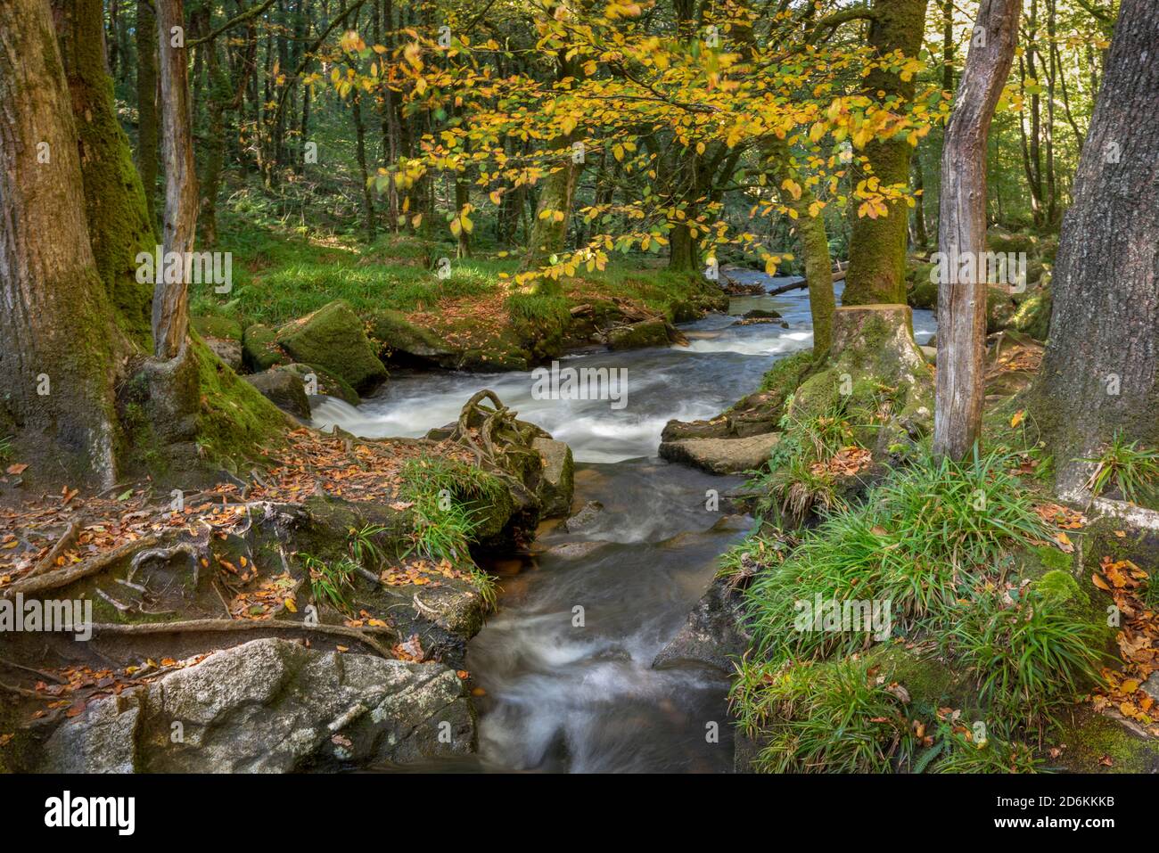 Draynes Holz ist eine alte Eiche Wald, durch die die Der Fluss Fowey fließt durch bewaldete Waldlichtungen und steile, zerklüftete Seiten Schluchten und über eine Reihe von Stockfoto