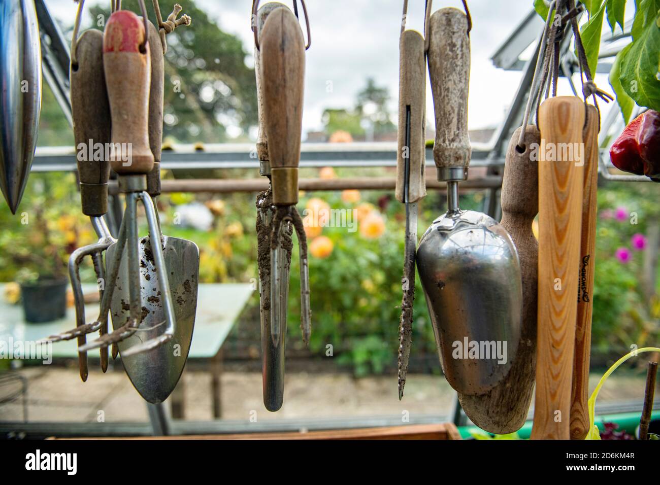 Gartenhandwerkzeuge hängen in einem Gewächshaus Stockfoto