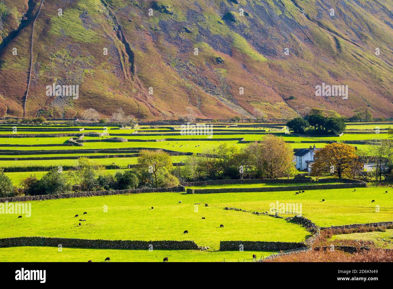 Patchwork von grünen Feldern und Trockenmauern in Wasdale Head. Lake District National Park Stockfoto