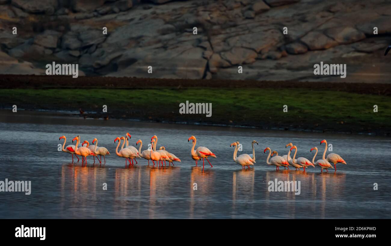 Weniger Flamingos Baden ihre schöne rosa Farbe in der kühlen Morgenglühen der Sonne in einem See in einem Ort namens Jawai in Rajasthan, Indien Stockfoto