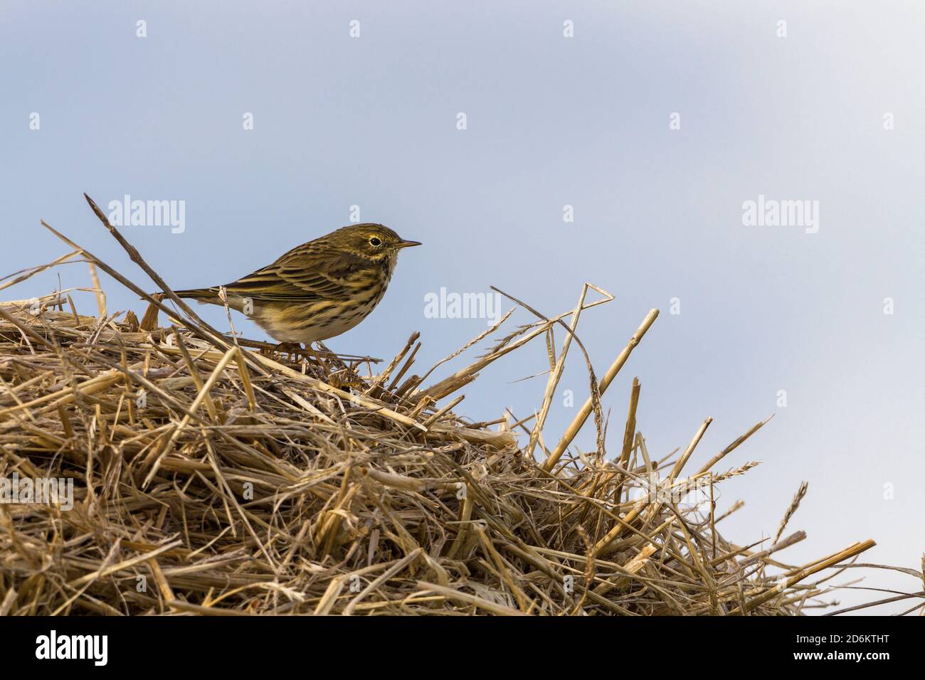 Wiesenpipit Anthus pratensis auf dem Heuballen klein Streifenbraune gefiederte Vogel dunkler auf den oberen Teilen blasser Auf den Unterteilen Resident in Britain Stockfoto