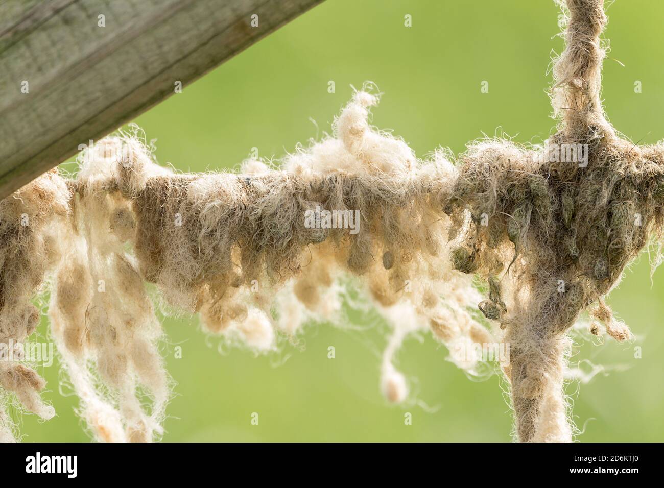 Schafwolle auf Draht Zäune verwickelt und verfilzt bilden Klumpen. Wind geblasen lose Wolle oder durch Schafe reiben gegen Zäune baut Ablagerungen. Stockfoto