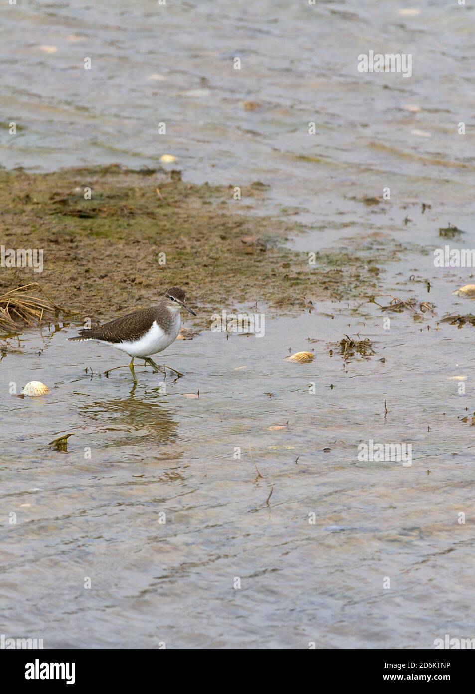 Gemeiner Sandläufer Actitis hypoleucos kleiner Watvogel oben warm braun Unterteile weiß prall Körper verlängerte Schwanz Ende gelbe Beine schlank Bill Stockfoto