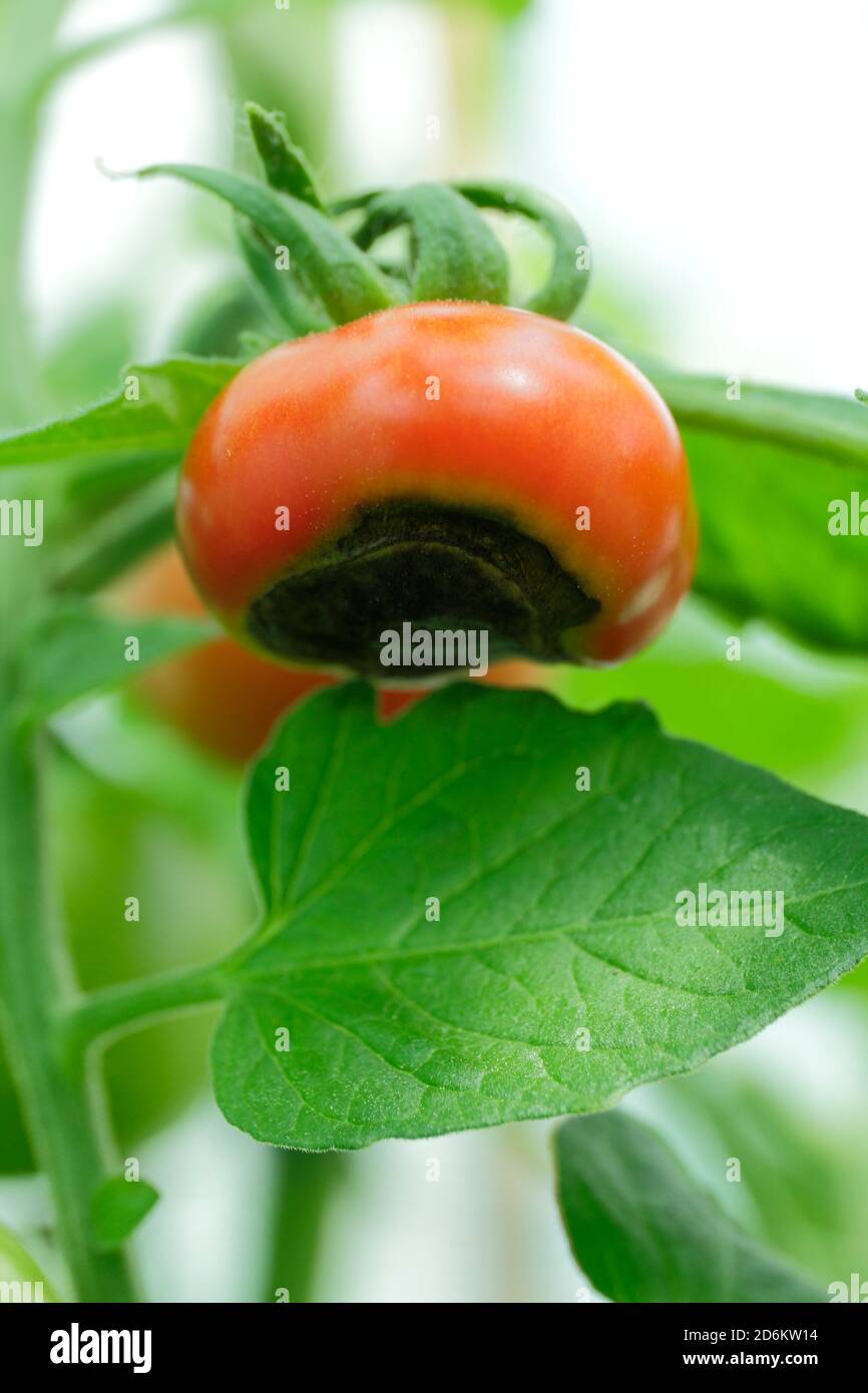 Solanum lycopersicum. Gewächshaus gewachsene Tomaten Anzeige Blüte Ende Fäule aufgrund des Mangels an Kalzium und damit verbundene Bewässerung Fragen. Stockfoto