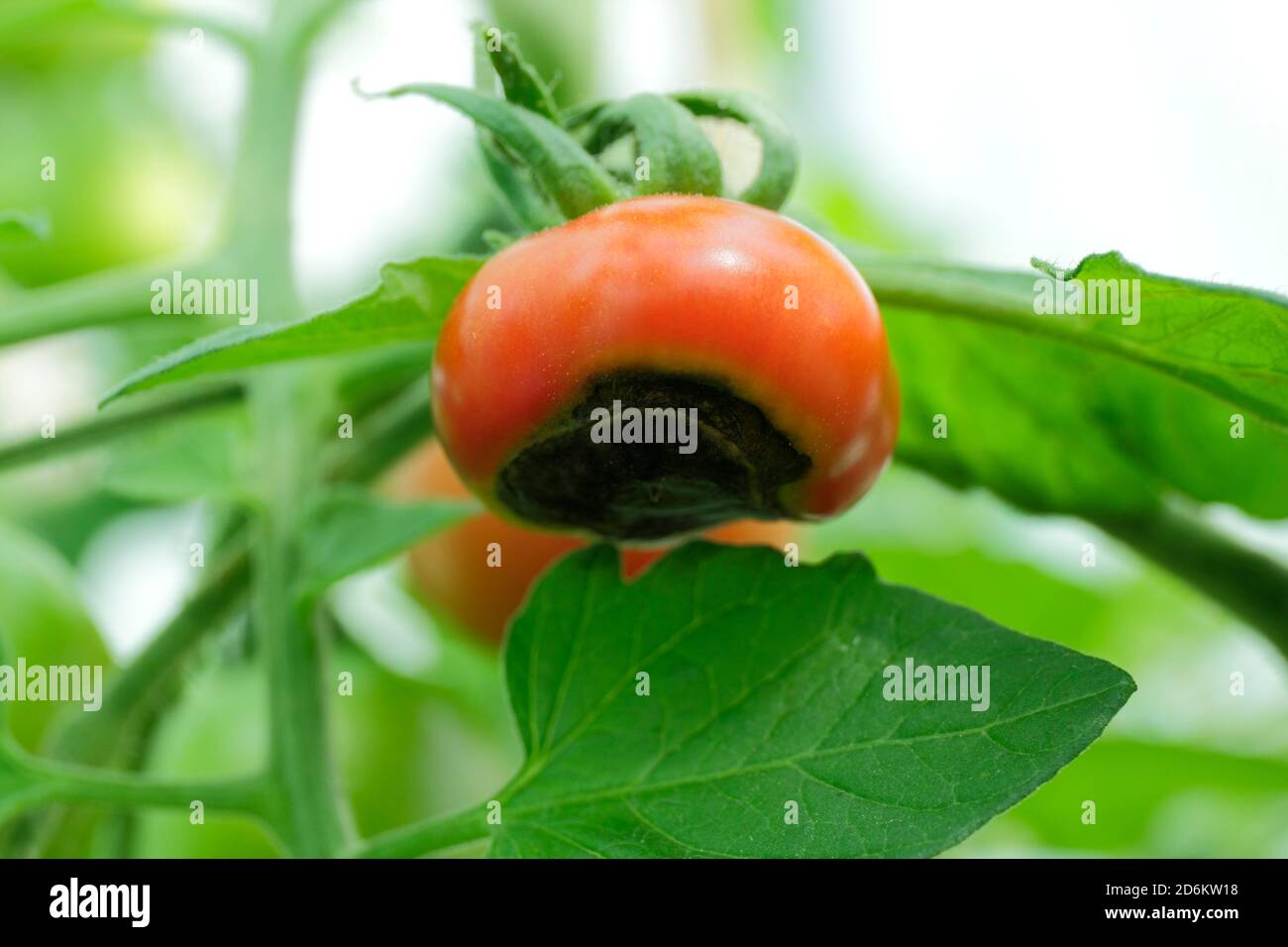 Solanum lycopersicum. Gewächshaus gewachsene Tomaten Anzeige Blüte Ende Fäule aufgrund des Mangels an Kalzium und damit verbundene Bewässerung Fragen. Stockfoto