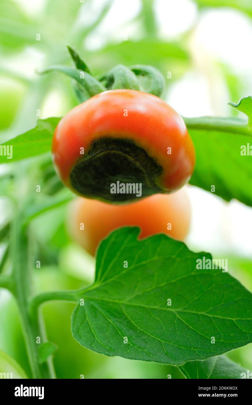 Solanum lycopersicum. Gewächshaus gewachsene Tomaten Anzeige Blüte Ende Fäule aufgrund des Mangels an Kalzium und damit verbundene Bewässerung Fragen. Stockfoto