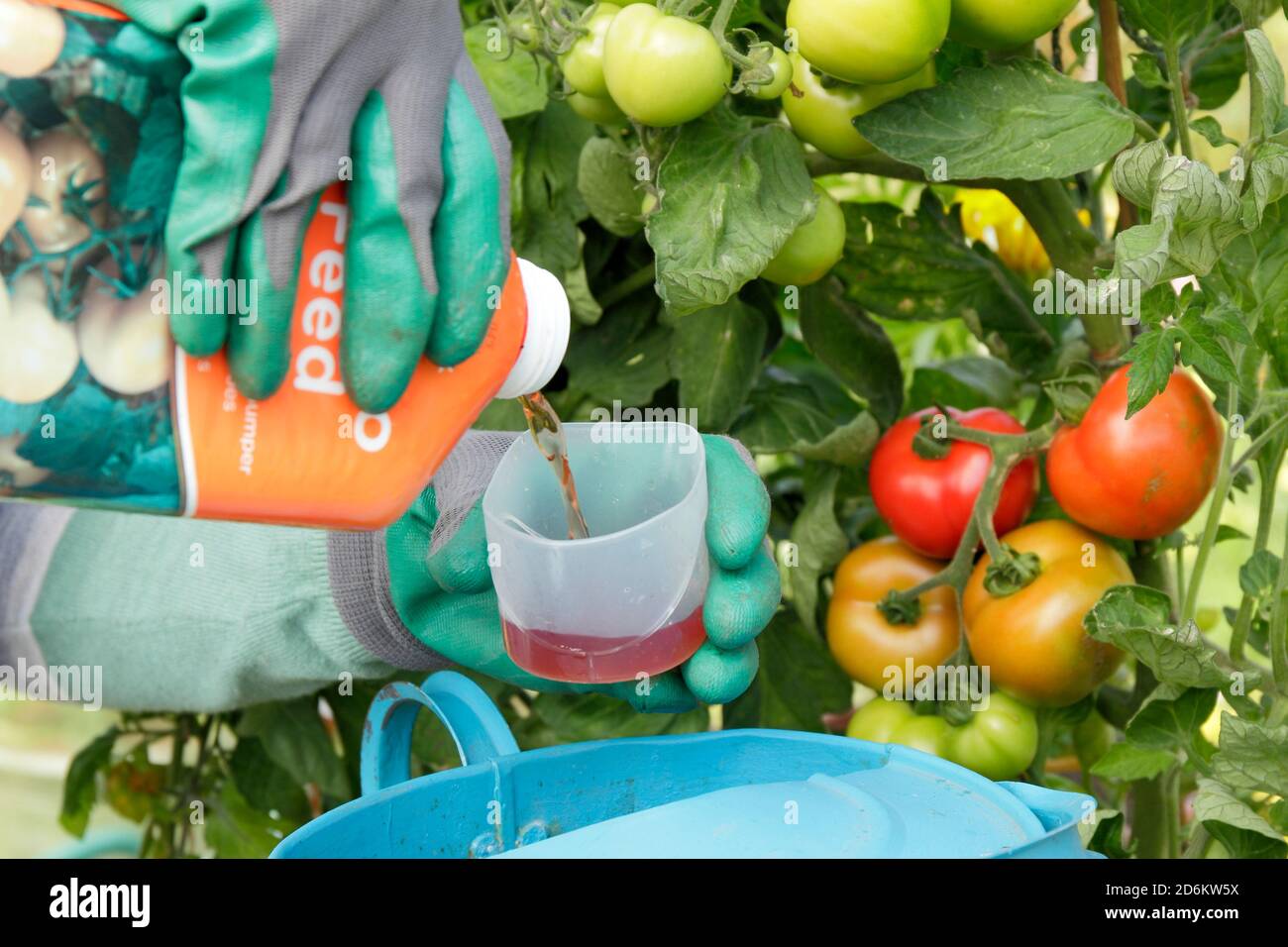 Solanum lycopersicum 'Money Maker'. Frau Gärtner Gießtopf angebaut im Freien Tomatenpflanzen mit verdünnten Futter zu starken Wachstum und Frucht zu unterstützen. VEREINIGTES KÖNIGREICH Stockfoto