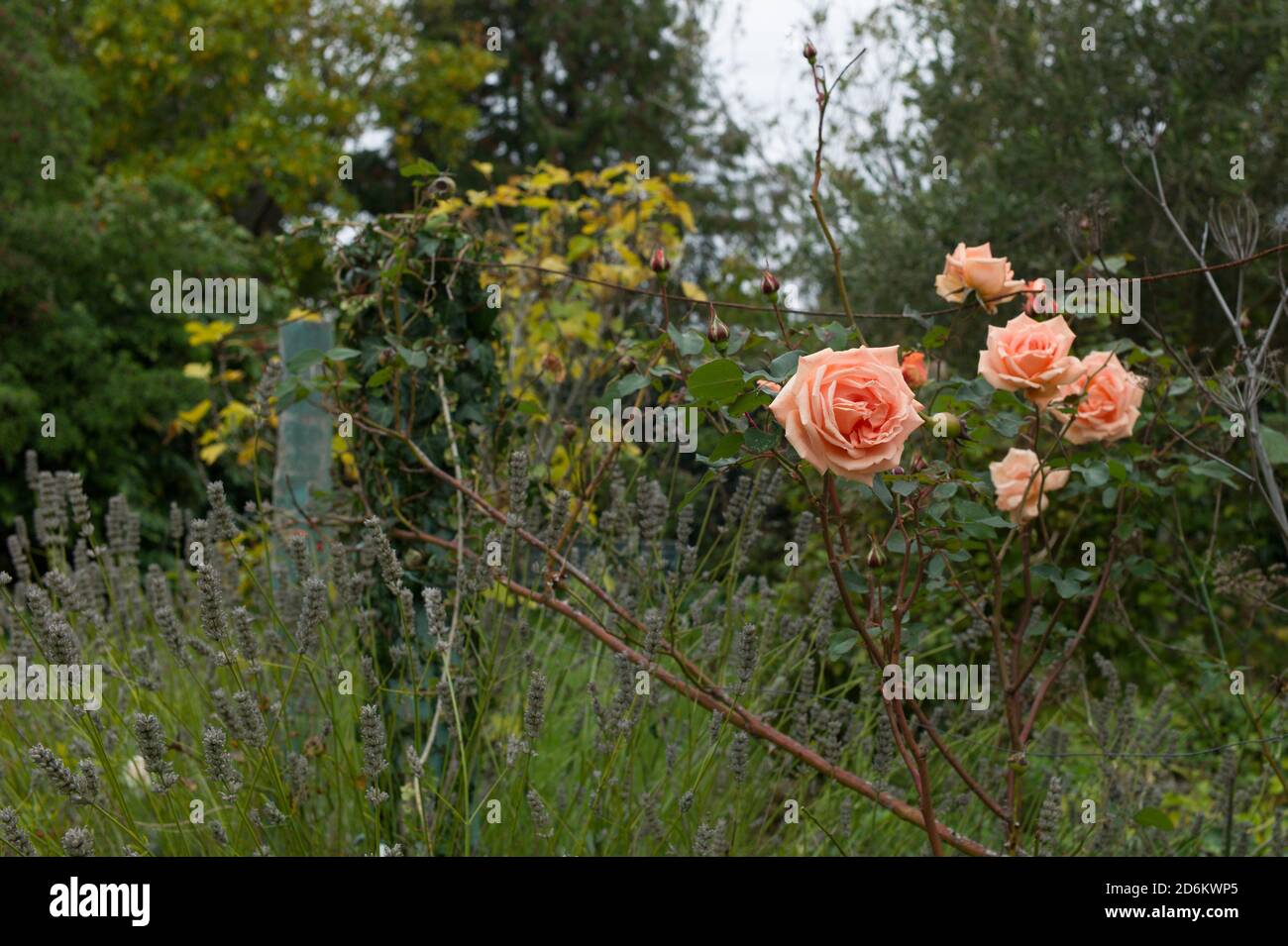 Rose Lebensatem in Blüte mit Lavendel Stockfoto