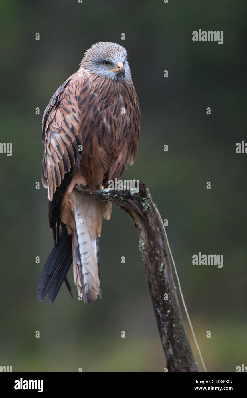 Vogel Vogel Greifvogel Greifvogel Greifvogel Milvus Milvus Roter Milan Roter Kite Predator Hunter Fauna Stockfotografie Alamy