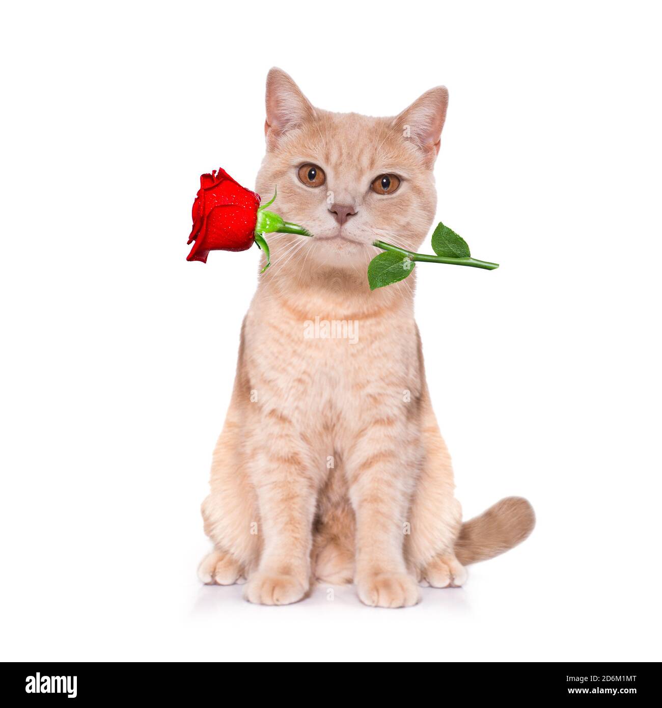 Katze Kätzchen suchen und starren Sie in der Liebe mit Rose im Mund  Stockfotografie - Alamy