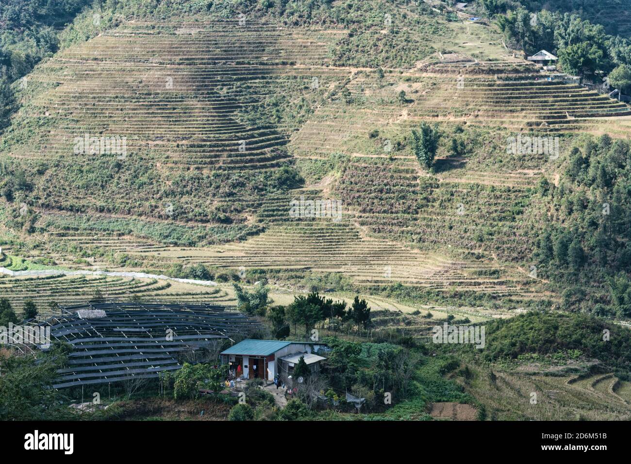 Reisfelder, Reisterrasse Paddy in Sa Pa Lao Cai Vietnam Asien Stockfoto