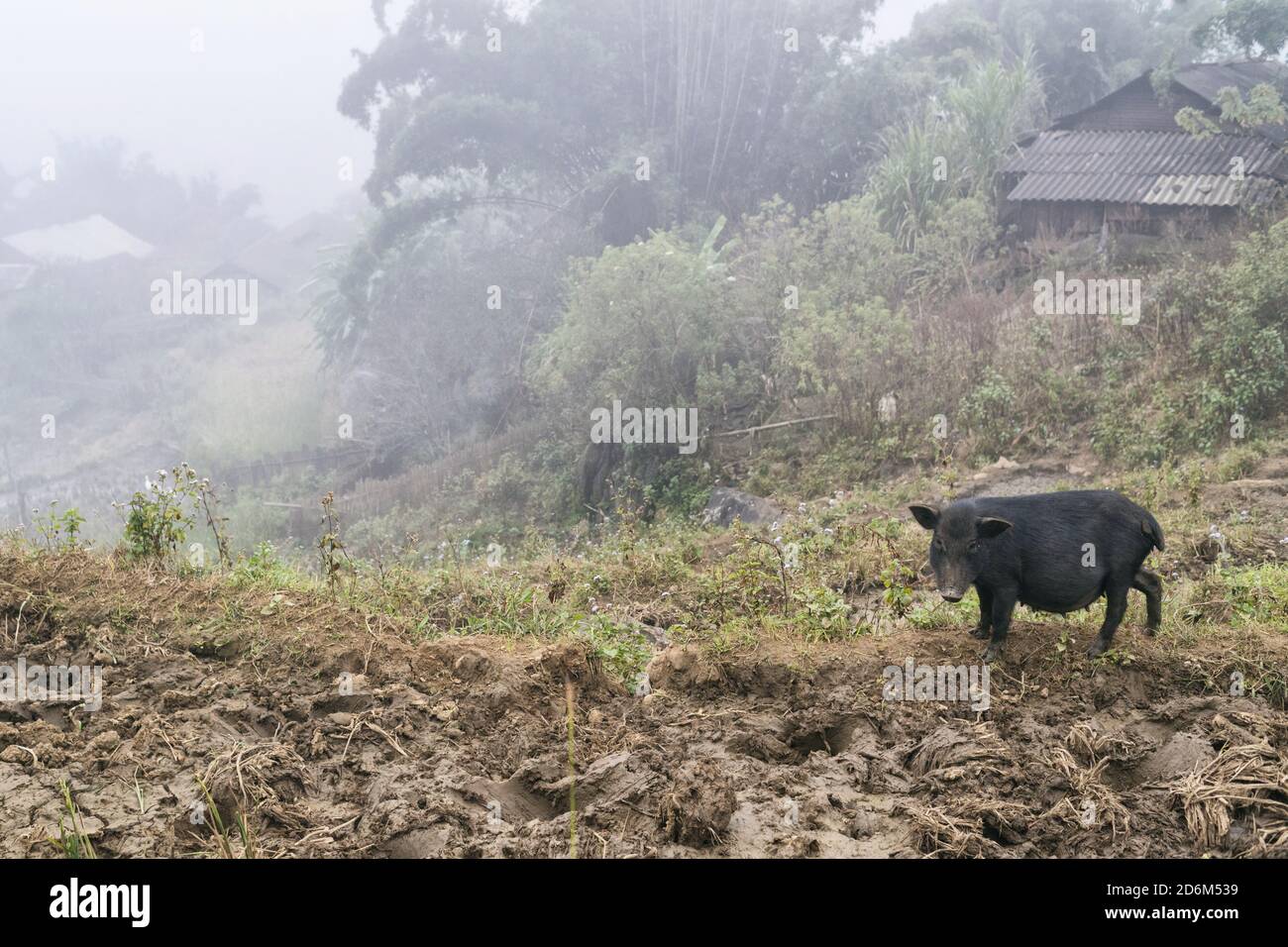 Reisfelder, Reisterrasse Paddy in Sa Pa Lao Cai Vietnam Asien Stockfoto
