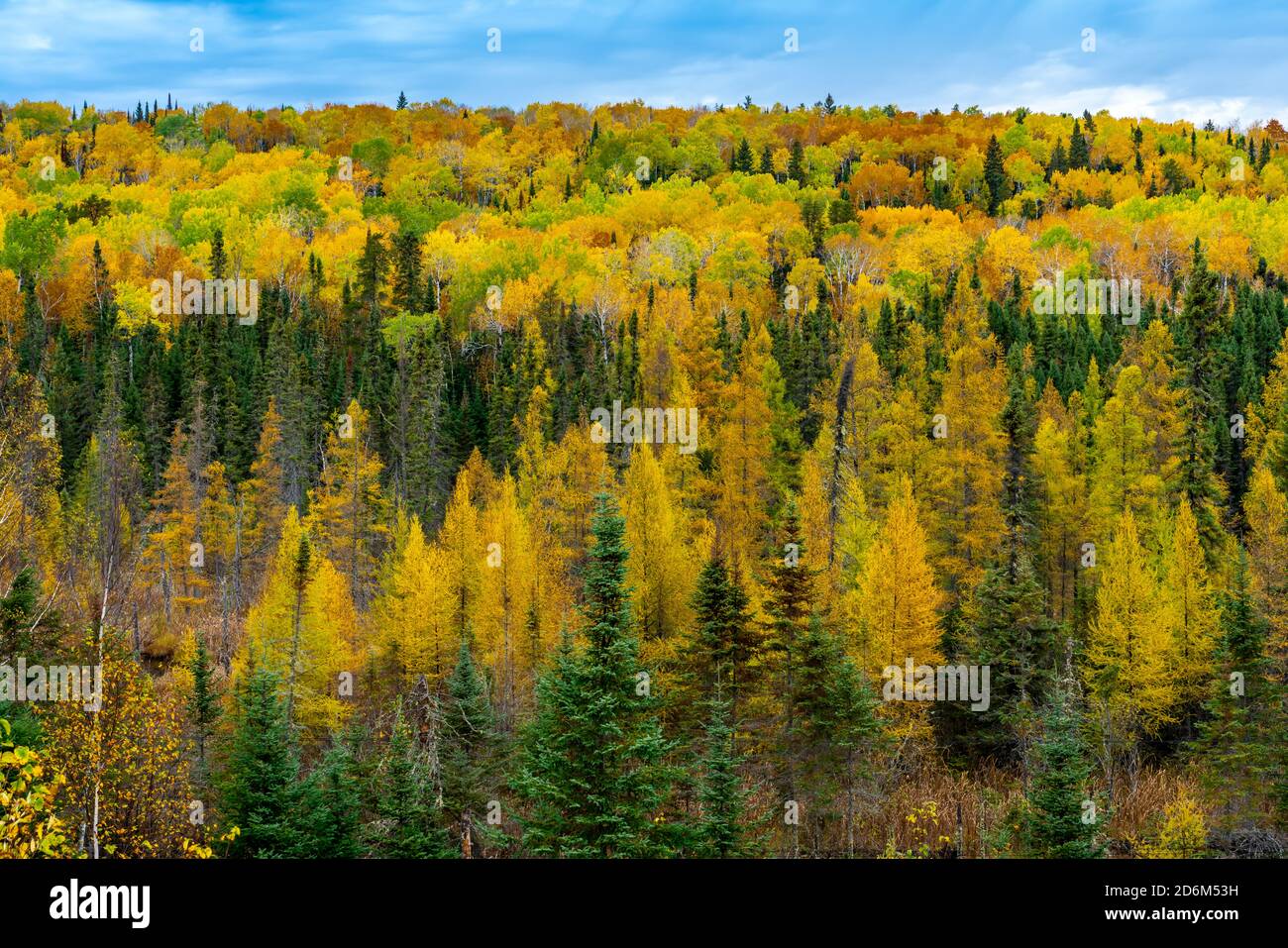 Herbstfärbung in den Bäumen im Quetico Provinicial Park, Ontario, Kanada. Stockfoto