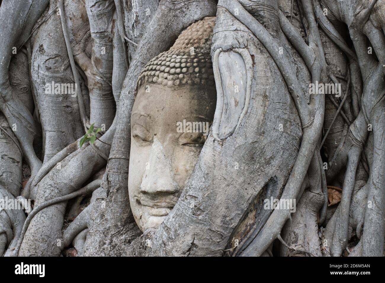 Wunder der Natur, der Kopf des Sandstein Buddha Bild in Baumwurzeln im Wat Mahathat Ayutthaya Thailand Stockfoto