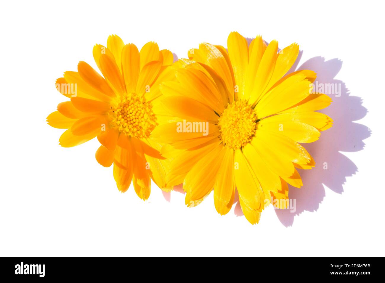 Ringelblume isoliert auf weißem Hintergrund Stockfoto