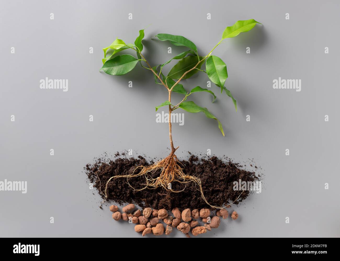 Junge grüne Pflanze mit Erde und Drainage auf grauem Hintergrund. Stockfoto