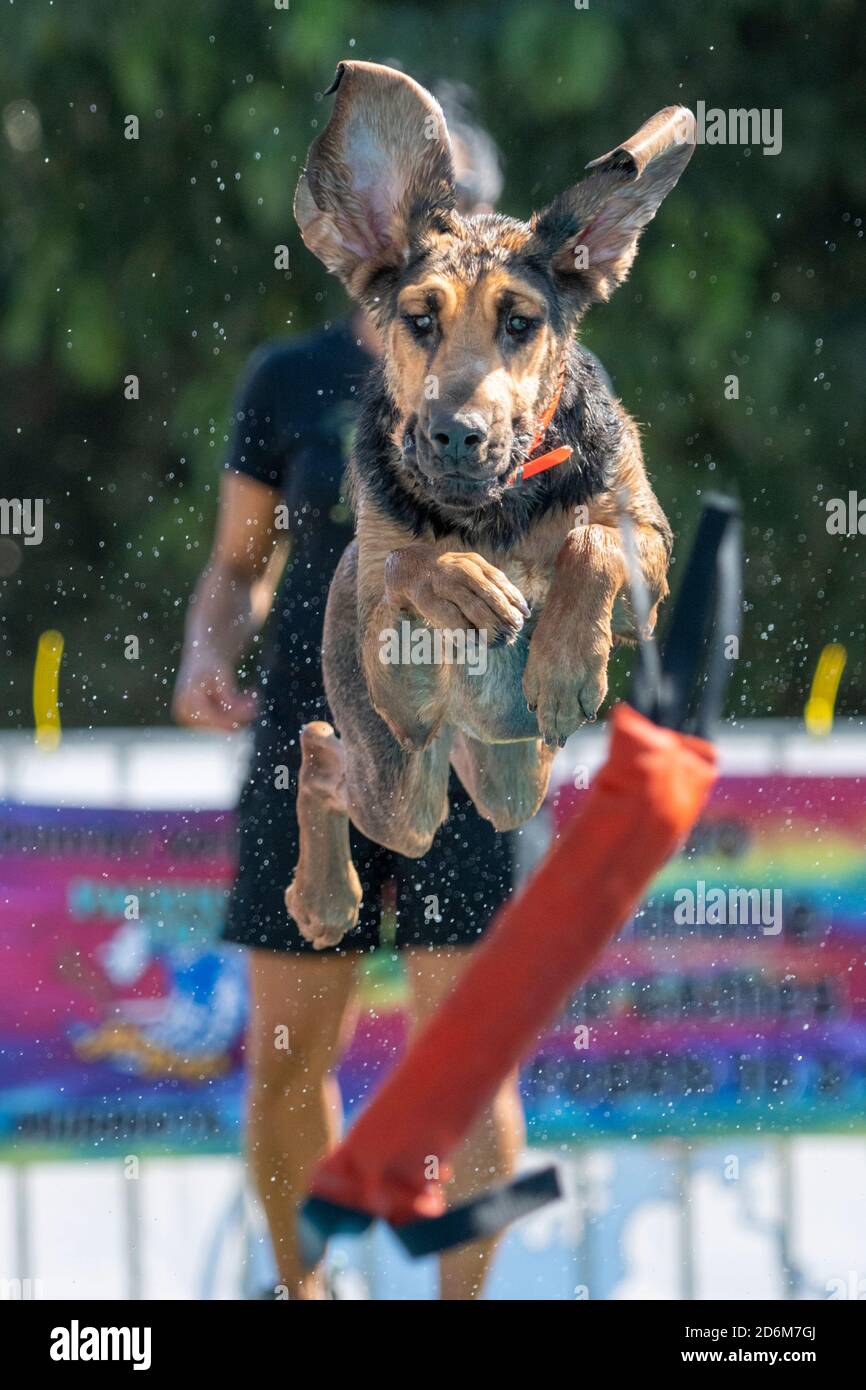 Bluthund mit dem Ohr nach oben, nachdem er von A gesprungen ist Dock für ein Spielzeug Stockfoto