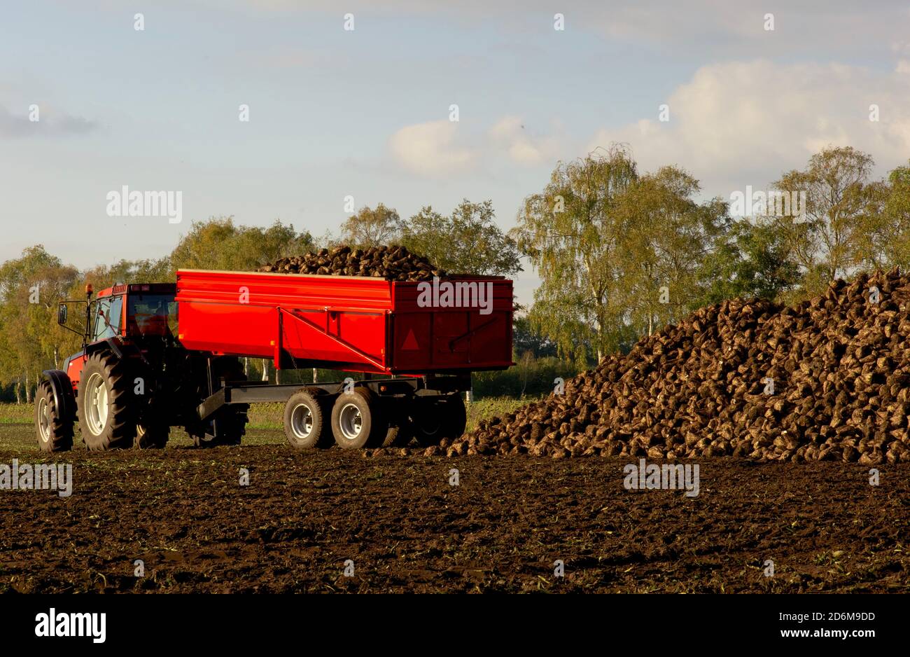 Roter Traktor mit Tieflader-Anhänger während der Herbst Bio-Kartoffel und Zuckerrüben Ernte. Horizontale Komposition, Vollformat, Kopierbereich. Stockfoto