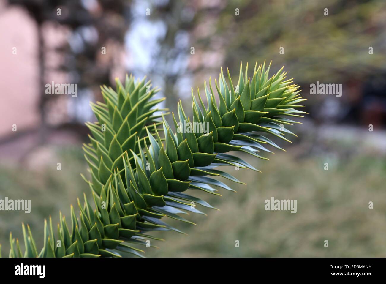 Selektive Nahaufnahme eines jungen Araucaria-Baumes Stockfoto