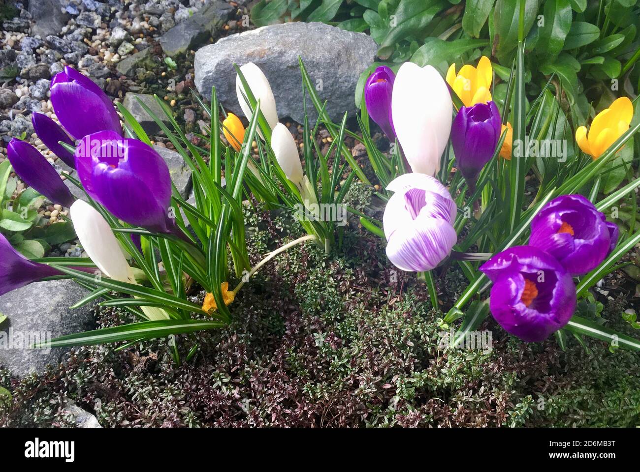 Frühlingsblumen in einem Garten in Berlin - Deutschland. Stockfoto