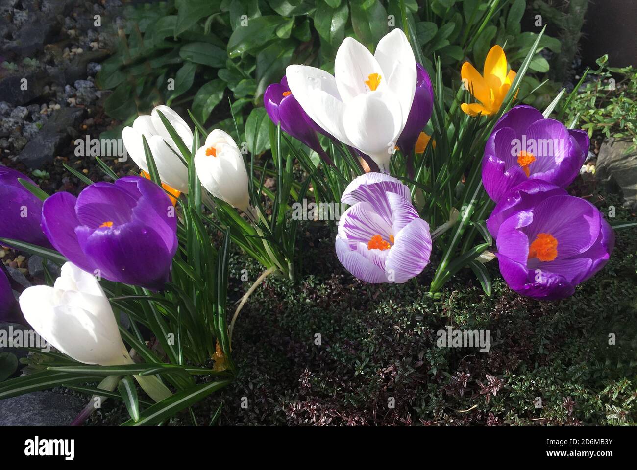 Frühlingsblumen in einem Garten in Berlin - Deutschland. Stockfoto
