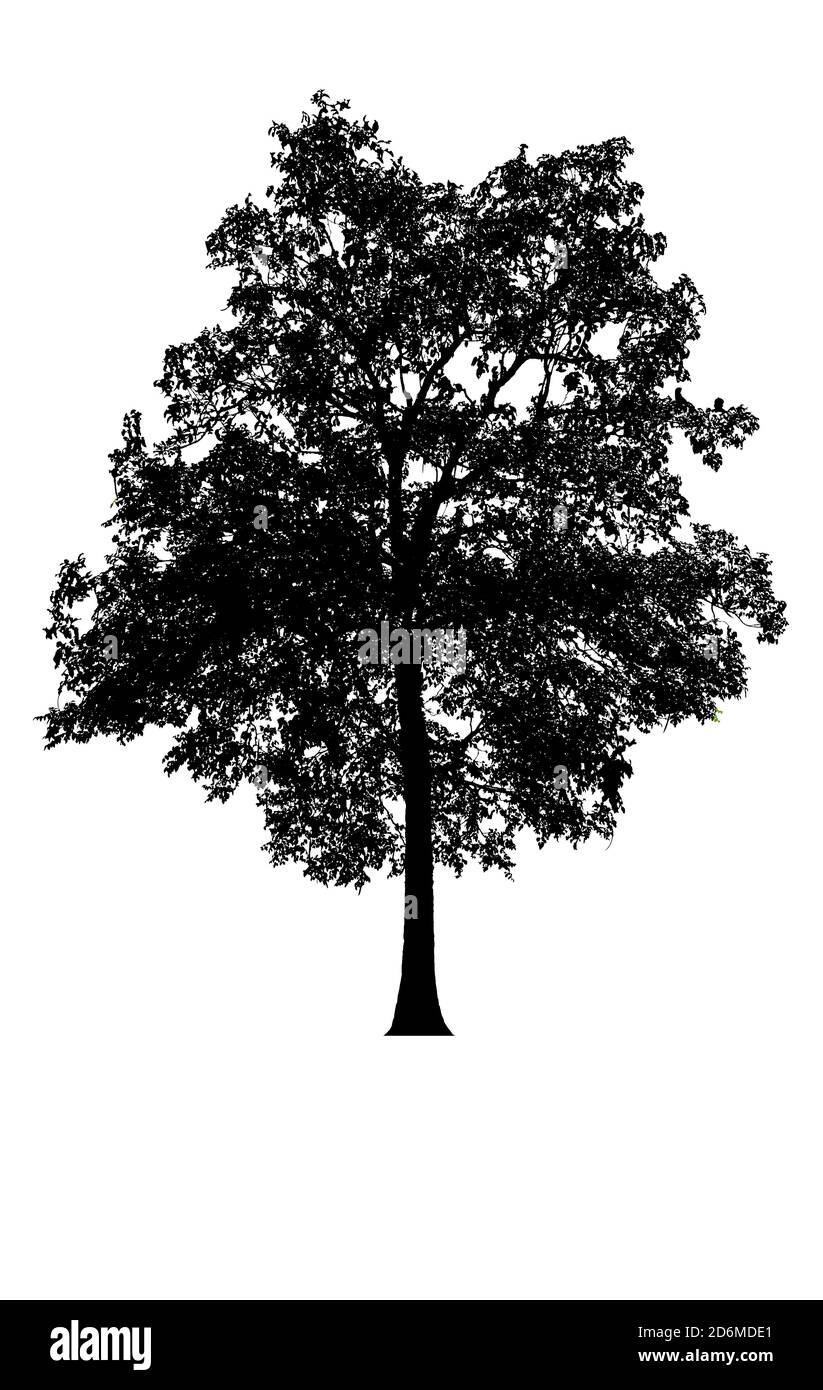 Baumsilhouetten schön isoliert auf weißem Hintergrund Stockfoto