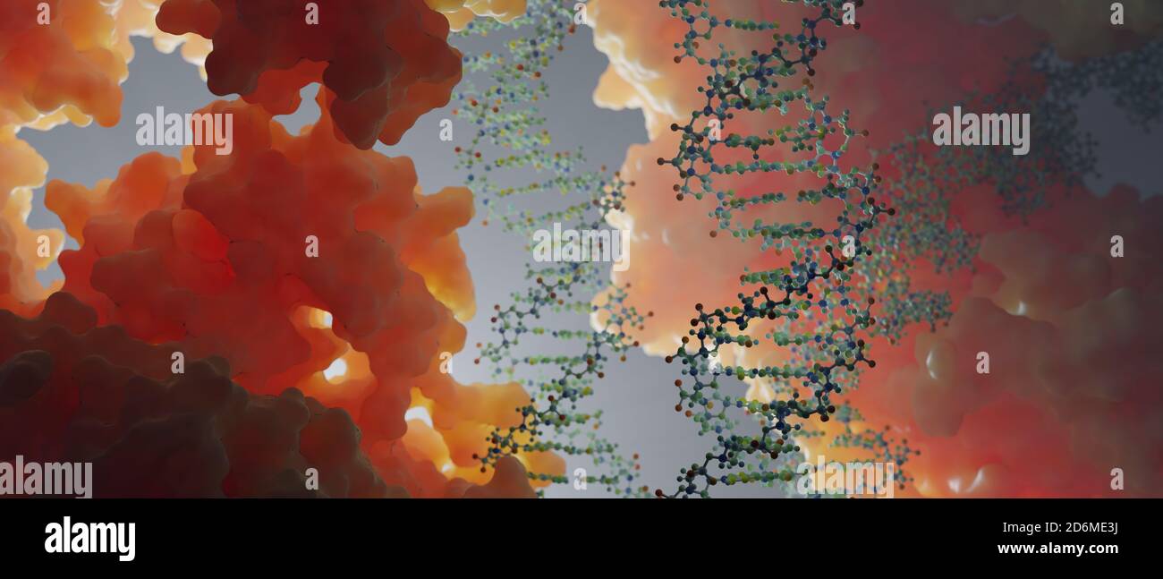 DNA, die genetische Anweisungen trägt, befindet sich im Zellkern, wo sie mit verschiedenen Proteinen in verschiedenen Prozessen interagiert, wie zum Beispiel Replikation. Stockfoto