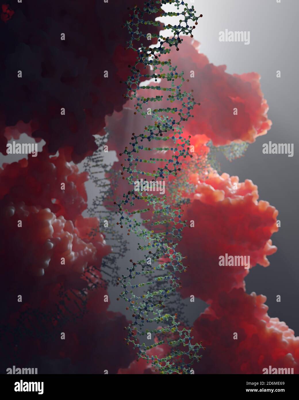 DNA, die genetische Anweisungen trägt, befindet sich im Zellkern, wo sie mit verschiedenen Proteinen in verschiedenen Prozessen interagiert, wie zum Beispiel Replikation. Stockfoto