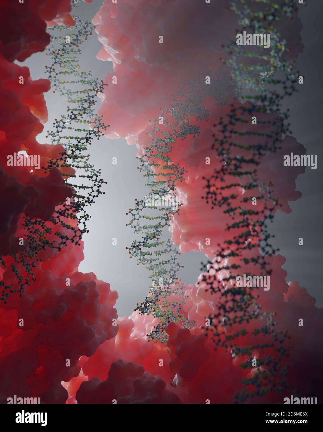 DNA, die genetische Anweisungen trägt, befindet sich im Zellkern, wo sie mit verschiedenen Proteinen in verschiedenen Prozessen interagiert, wie zum Beispiel Replikation. Stockfoto