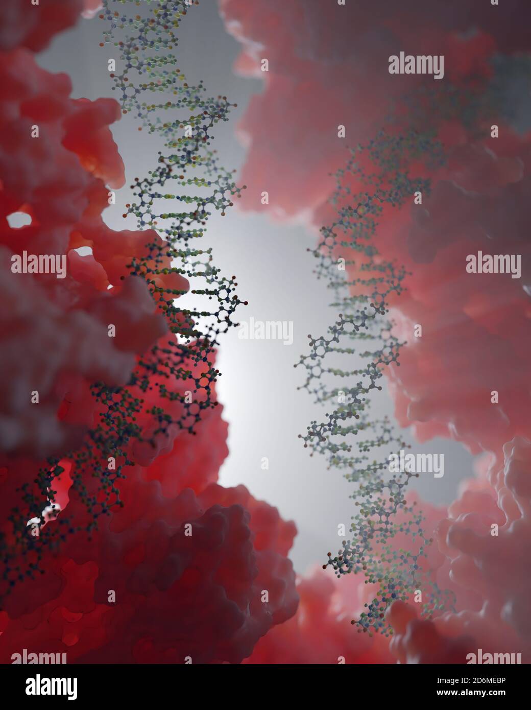 DNA, die genetische Anweisungen trägt, befindet sich im Zellkern, wo sie mit verschiedenen Proteinen in verschiedenen Prozessen interagiert, wie zum Beispiel Replikation. Stockfoto