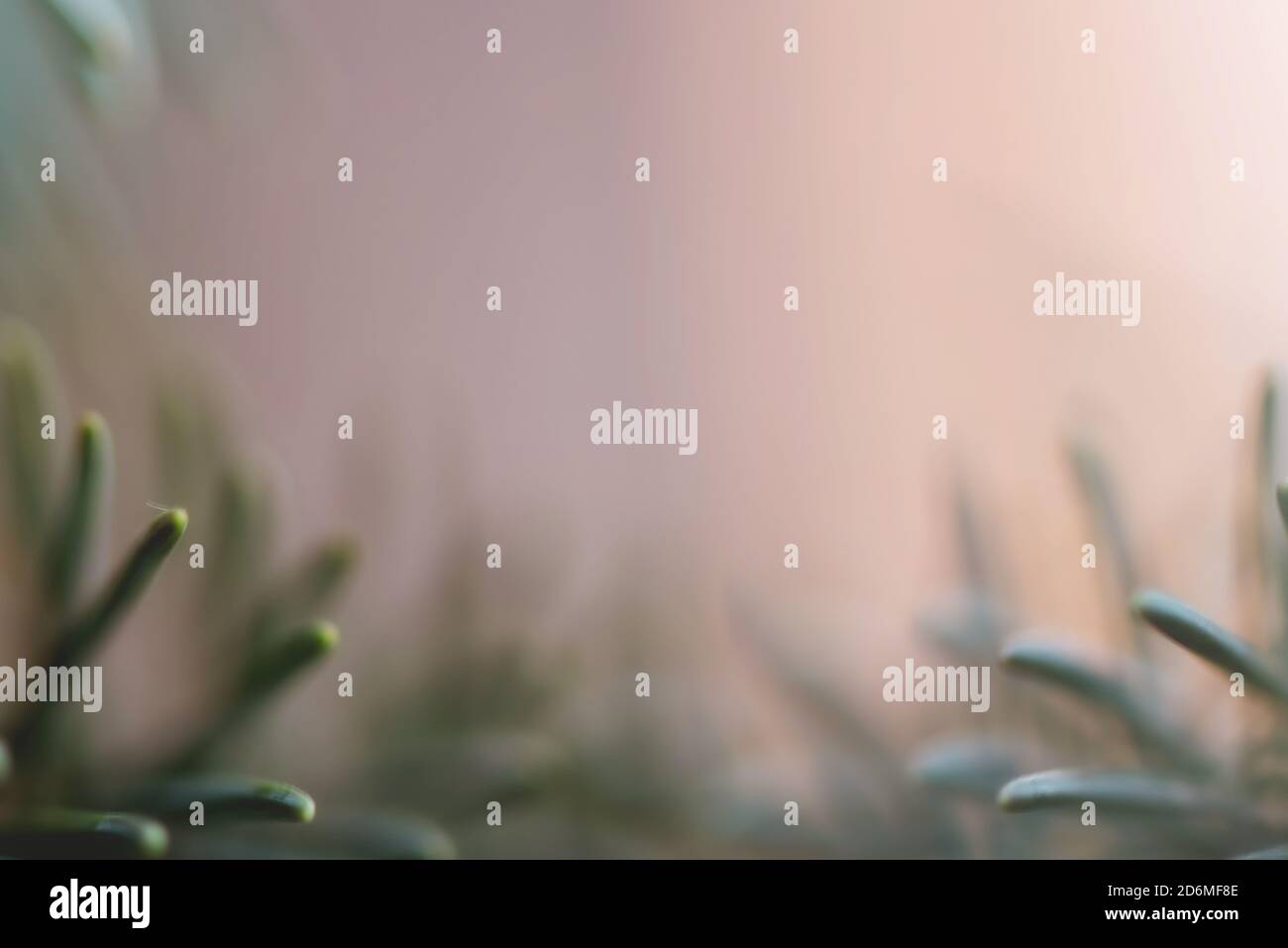 Abstrakt Hintergrund Nahaufnahme verschwommen Nadelbaum immergrüne Tannenzweige Natürlich Stockfoto