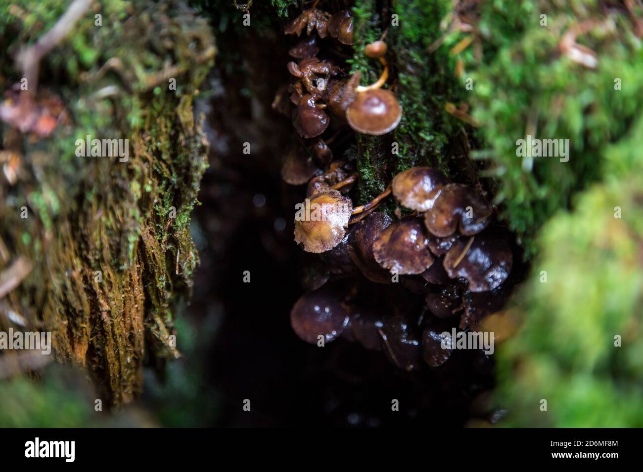 Pilze im Wald. Waldviertel, Österreich, Europa Stockfoto