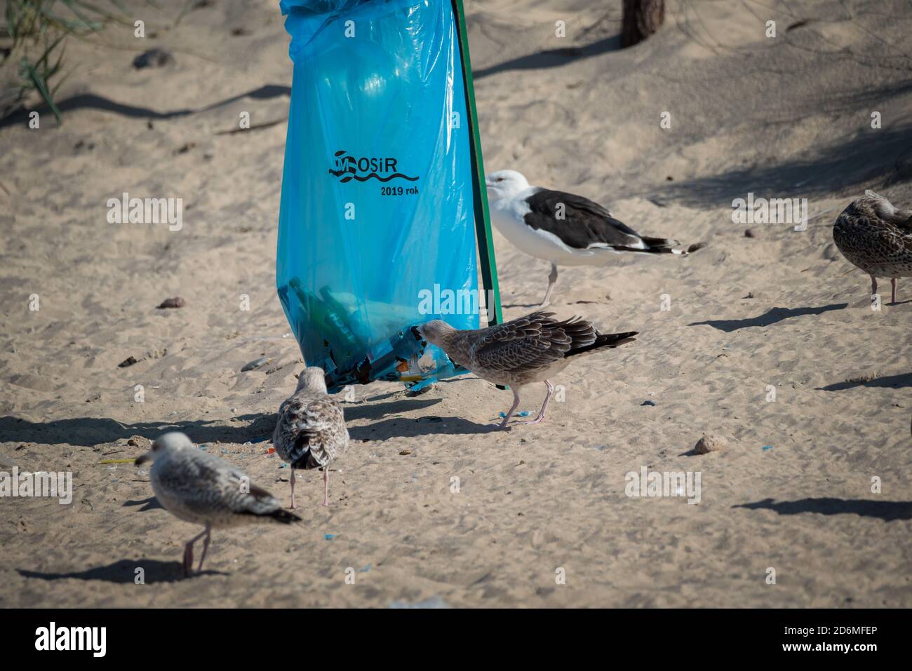 Darlowo, Polen - 1. September 2020: Vögel suchen Nahrung in einem Müllbeutel. Plastik im Verdauungstrakt von Tieren. Möwen und Seeschwalben auf dem Stockfoto