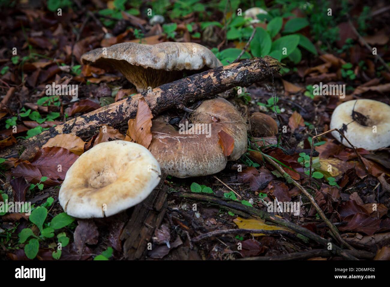 Pilze im Wald. Waldviertel, Österreich, Europa Stockfoto