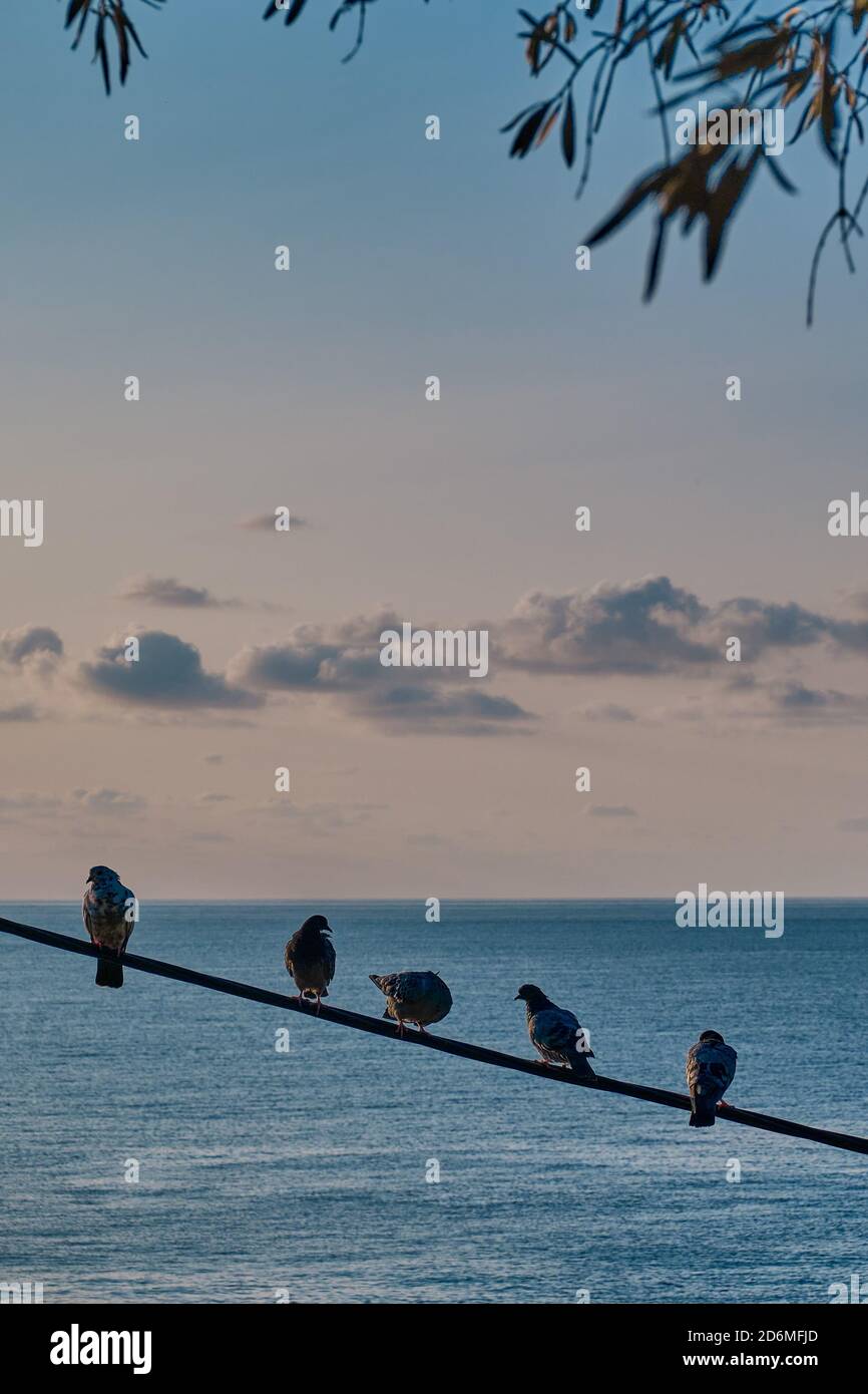 Tauben sitzen in einer Reihe auf einem Draht über dem Hintergrund des Meeres und der Sonnenuntergang Himmel mit Wolken. Meereslandschaft. Stockfoto