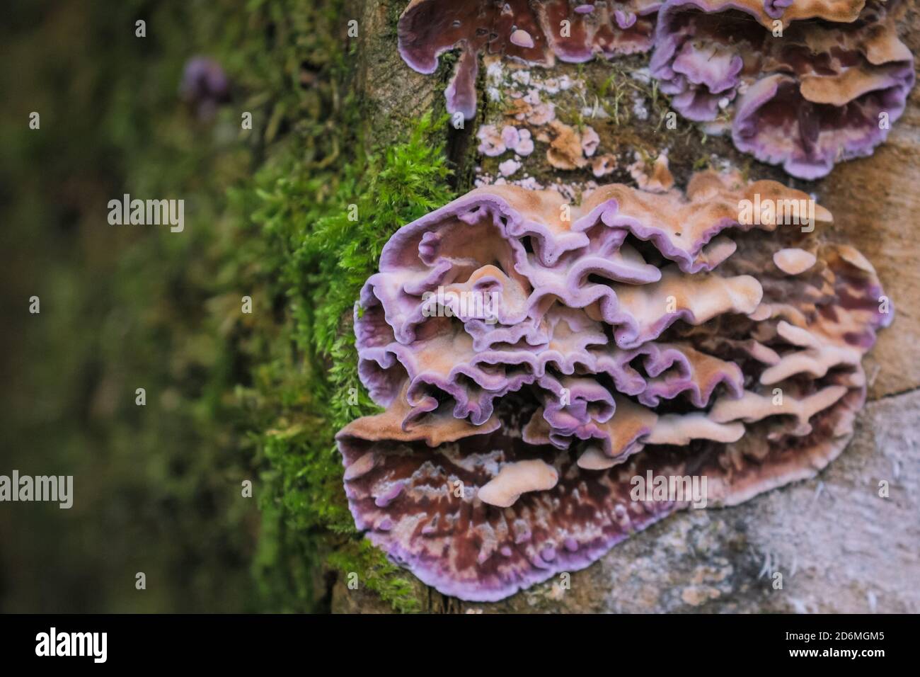 Duelmen, NRW, Deutschland. Oktober 2020. Der Blattsilberpilz (Chondrostereum pureum) wächst auf einem alten Baumstamm. Silberblatt ist eigentlich eine Pilzkrankheit, und nicht essbar, aber oft bewundert für seine bunte Erscheinung. Die beliebte Pilzsammlungssaison dauert von Anfang September bis Mitte Oktober in Deutschland. Kredit: Imageplotter/Alamy Live Nachrichten Stockfoto