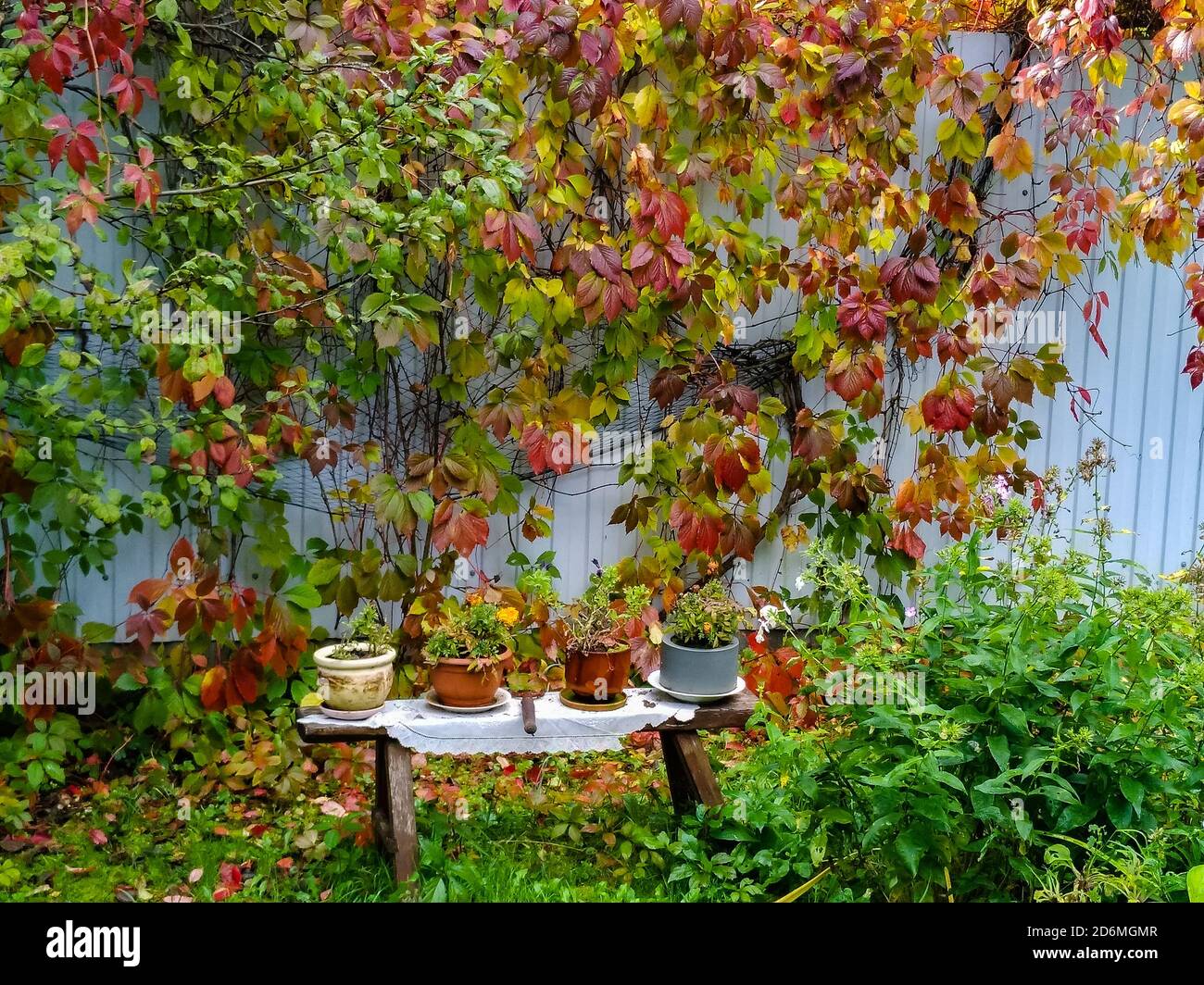 Blumen in einem Cashto stehen auf einer Holzbank als Ein dekoratives Element des Gartens Stockfoto