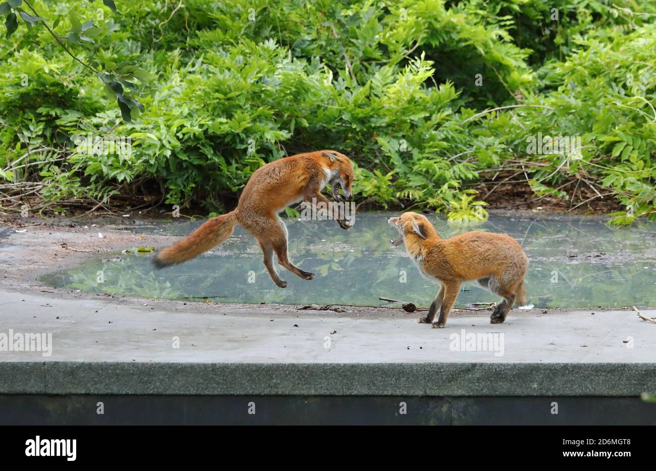 Wilde, städtische Rotfüchse, Vulpesvulpen, spielen kämpfen in Birmingham, England, Großbritannien. Stockfoto