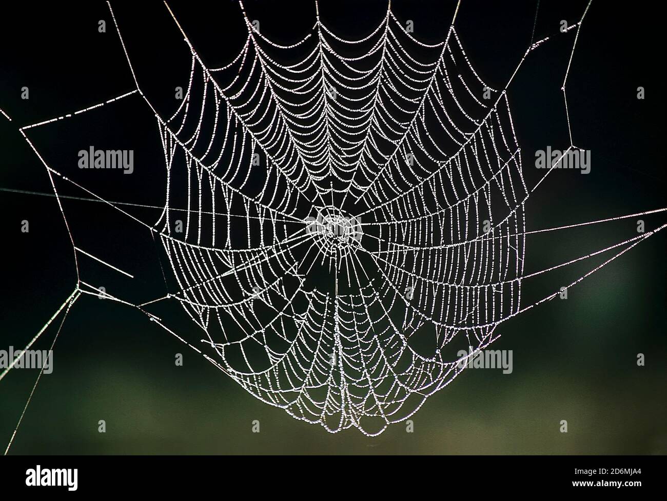Ein Spinnen-Netz mit einem schweren Morgentau bedeckt Stockfoto