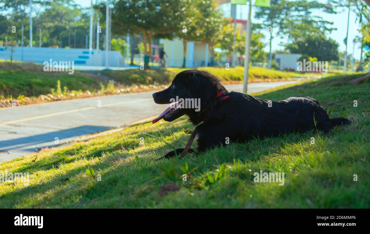 Kleiner schwarzer Hund mit Zunge im Grün Gras eines Parks an einem sonnigen Nachmittag Stockfoto
