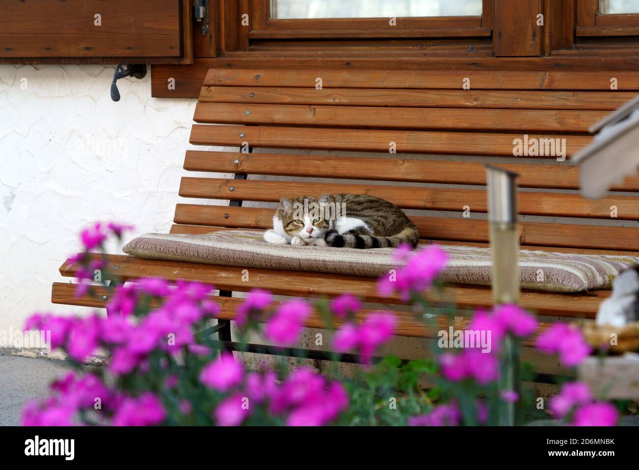 Cat on a wooden bench with flowers at Selva di Cadore, Dolomites, Belluno, Veneto, Italy Stockfoto