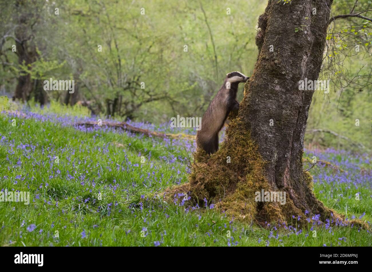 Dachs auf der Suche nach Nahrung in bluebell Woodland, Dumfries & Galloway, Schottland Stockfoto