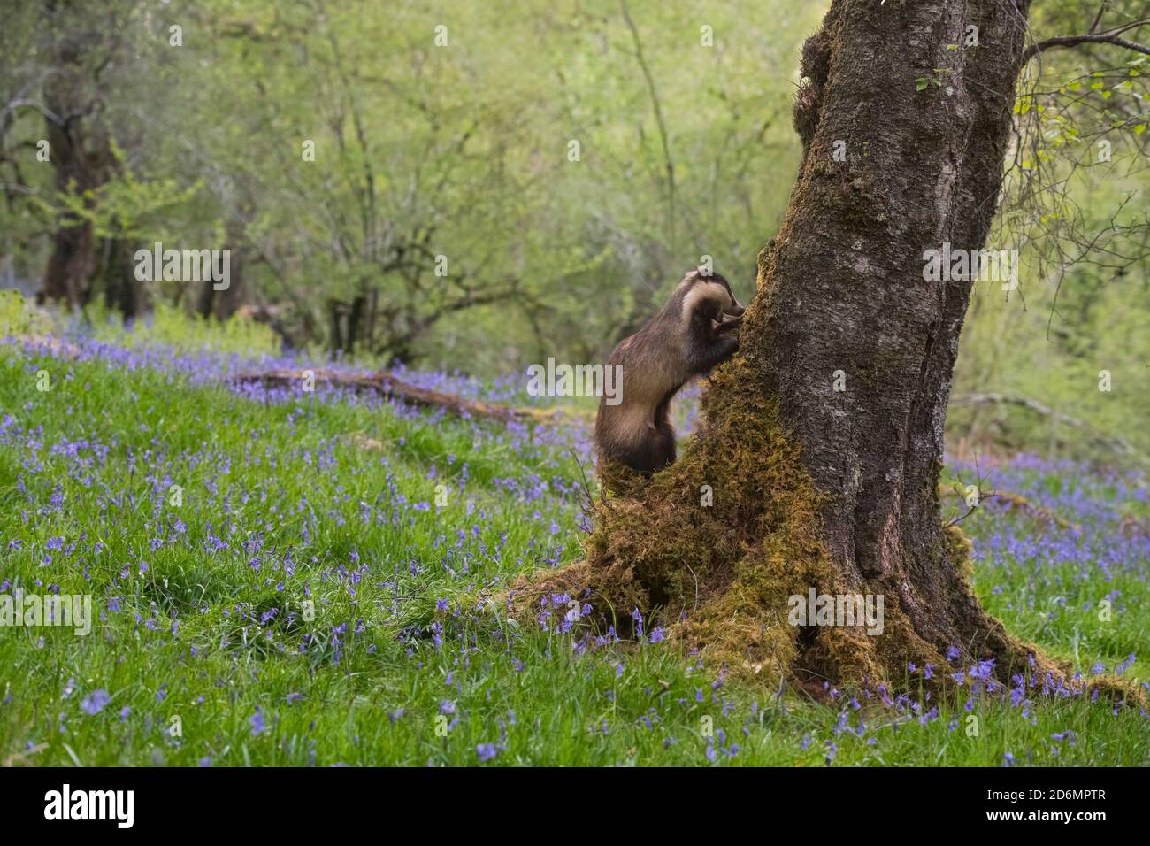 Dachs auf der Suche nach Nahrung in bluebell Woodland, Dumfries & Galloway, Schottland Stockfoto