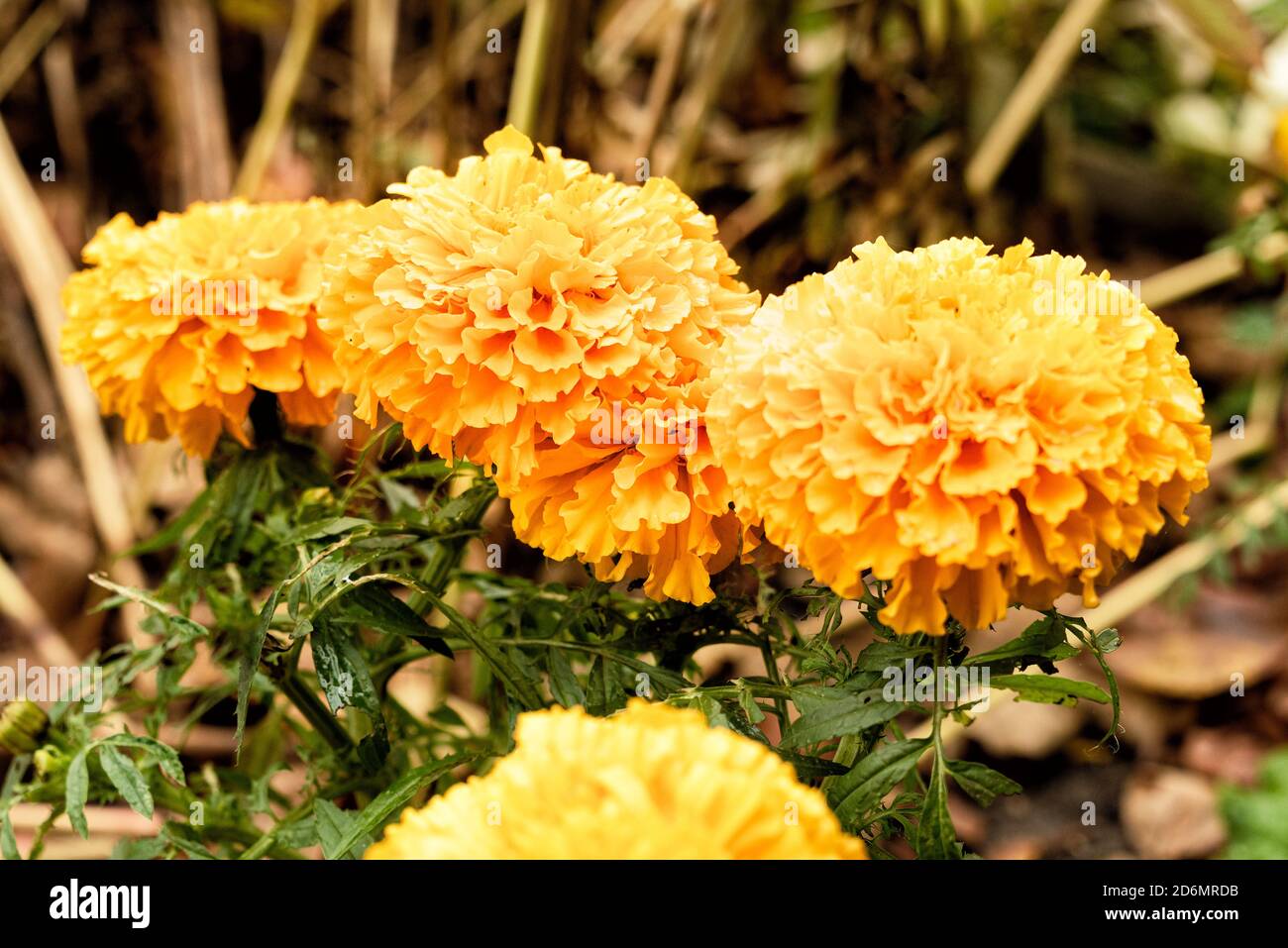 Selektiver Fokus. Helle Blüten von Calendula mit grünen Blättern im Garten. Florales Design, floraler Hintergrund, Gartenblumen. Stockfoto